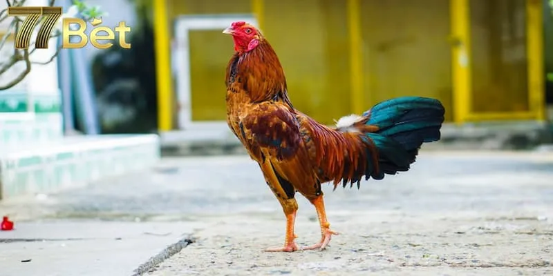Đá gà 77bet kinh nghiệm