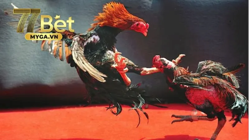 Đá gà cựa dao c1
