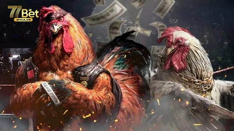 Đá gà cựa dao khái niệm