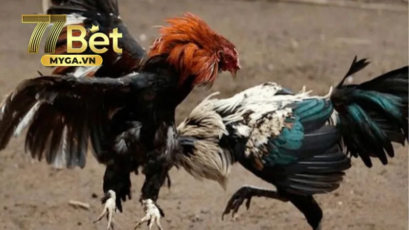 Đá gà cựa dao luật chơi