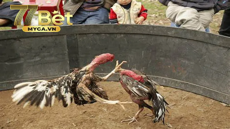 Đá gà đòn cú đá hiểm